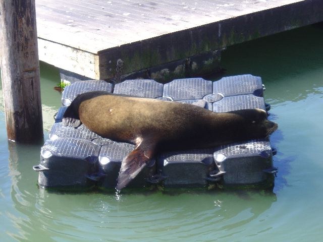 San Francisco 2005, photograph 7
